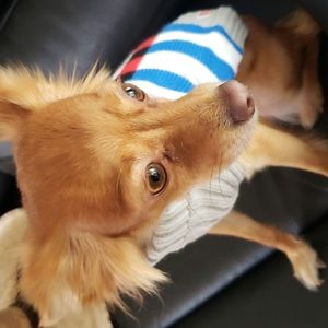 Dog clothes, Lego crewneck